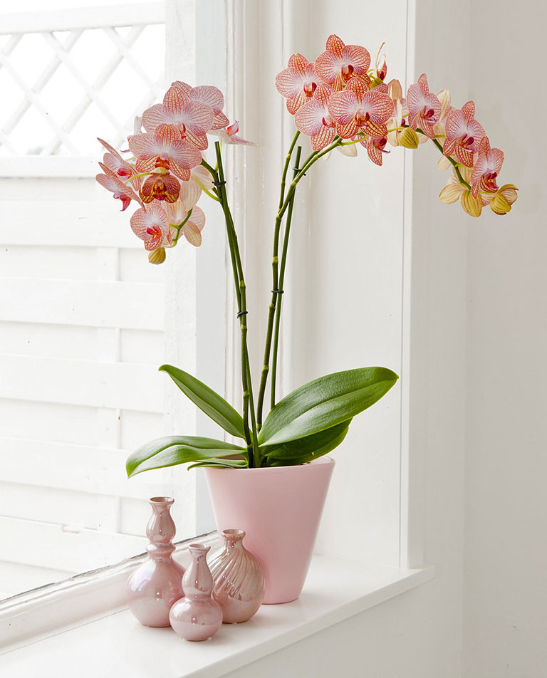 Moth Orchid - Care Tips, Propagating & More