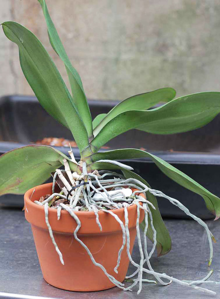 Moth Orchid - Care Tips, Propagating & More