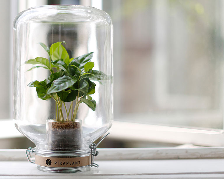 Plant that you never need to water - Pikaplant Jar