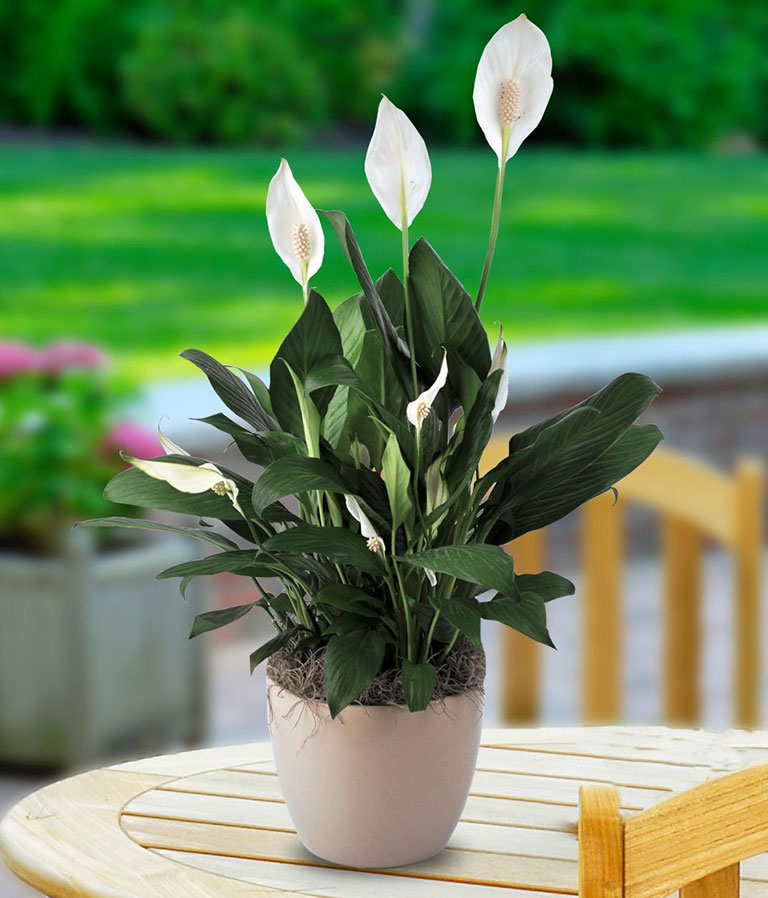 10 Low Maintenance Houseplants for Black-Thumb Gardeners