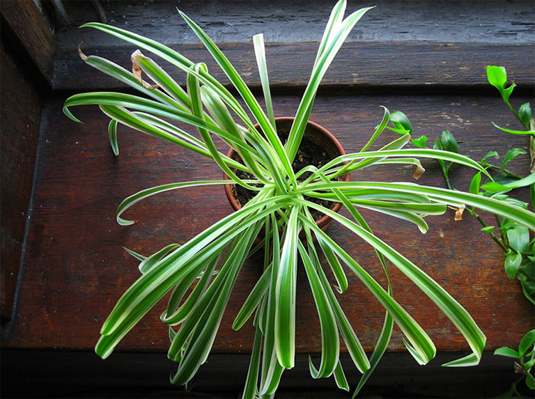 10 Low Maintenance Houseplants for Black-Thumb Gardeners