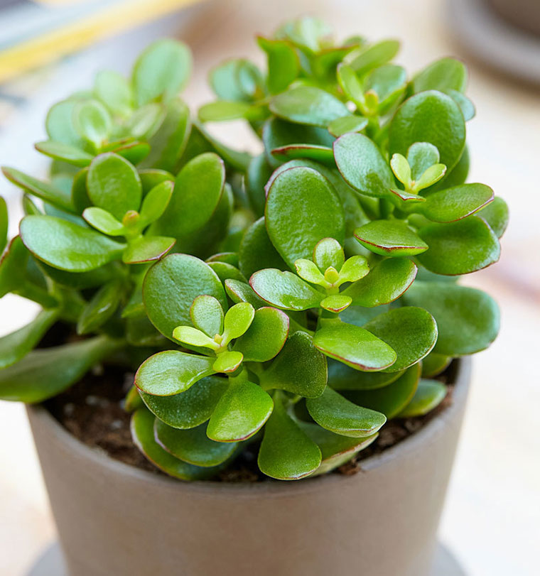 10 Low Maintenance Houseplants for Black-Thumb Gardeners