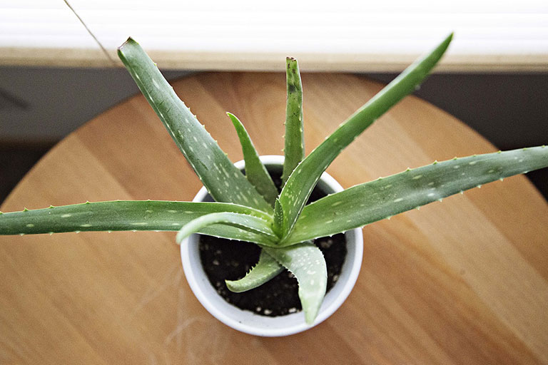 10 Low Maintenance Houseplants for Black-Thumb Gardeners