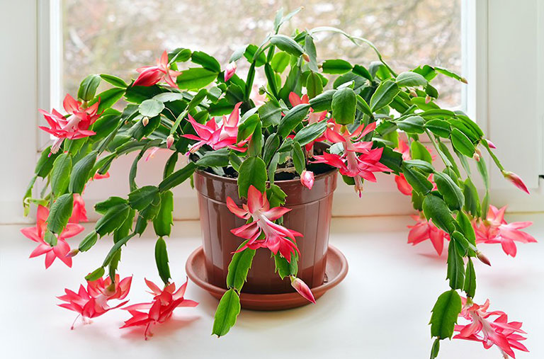 10 Low Maintenance Houseplants for Black-Thumb Gardeners