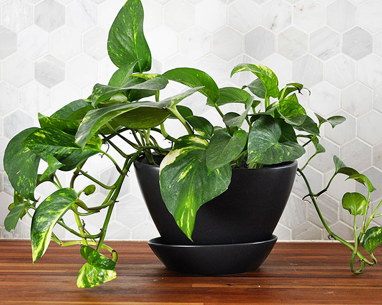 10 Low Maintenance Houseplants for Black-Thumb Gardeners