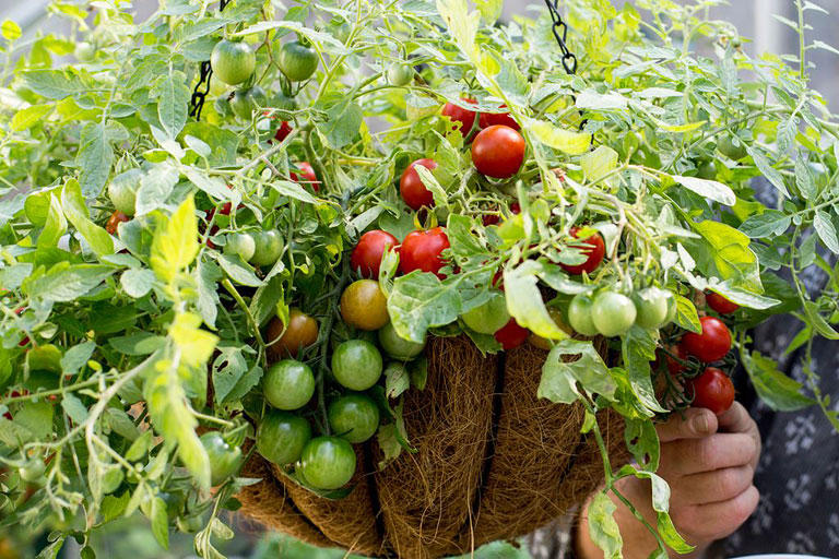Next Spring Grow Your Tomatoes in Hanging Baskets