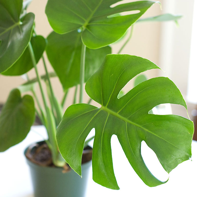 10 Low Maintenance Houseplants for Black-Thumb Gardeners