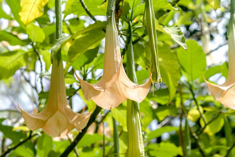 11 of the World's Deadliest Plants