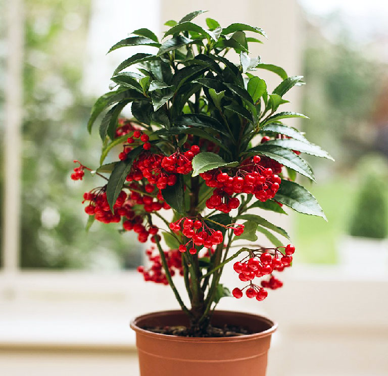 Christmas Berry Info and Care Christmas Berry