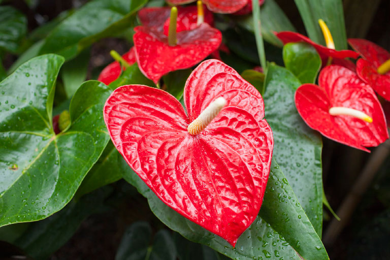 Flamingo Flower - Info, Care and More