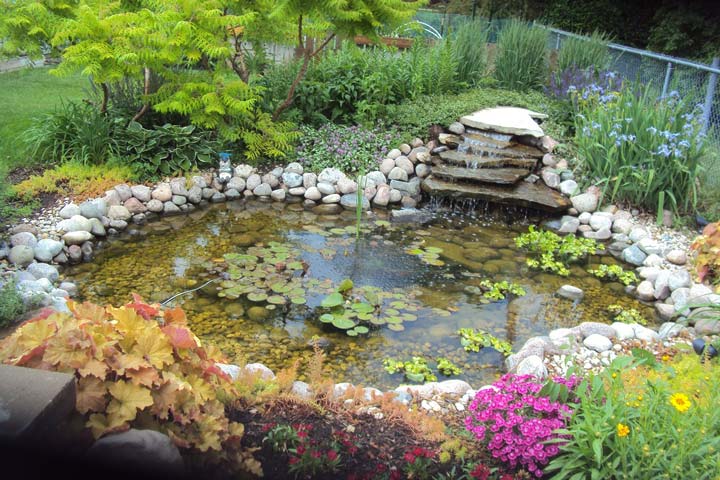 Making a Water Garden