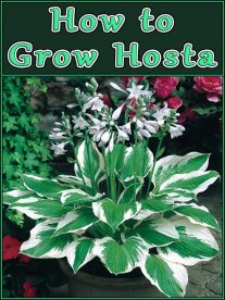 Hosta