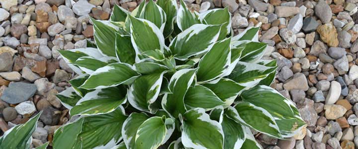 Hosta