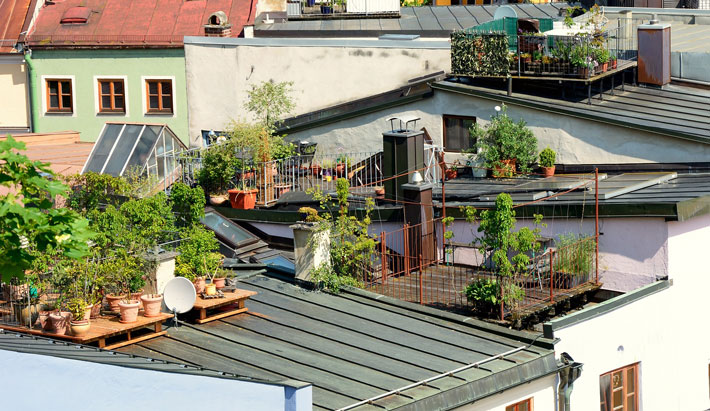 Terrace - Roof Garden