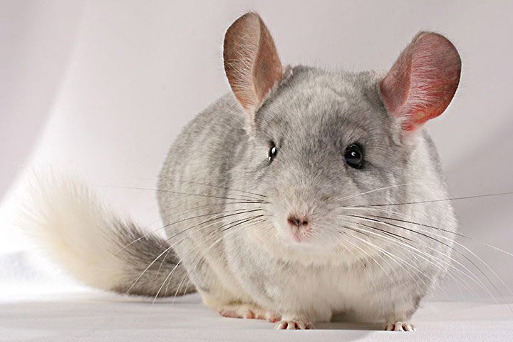 All You Need to Know About Chinchillas