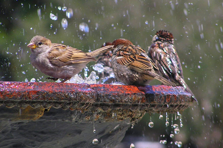 Birds Health Tips - Preventing Salmonellosis