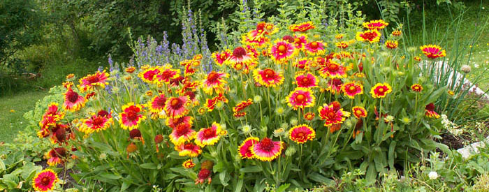 Blanket Flower