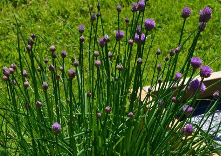 Chives How to Grow