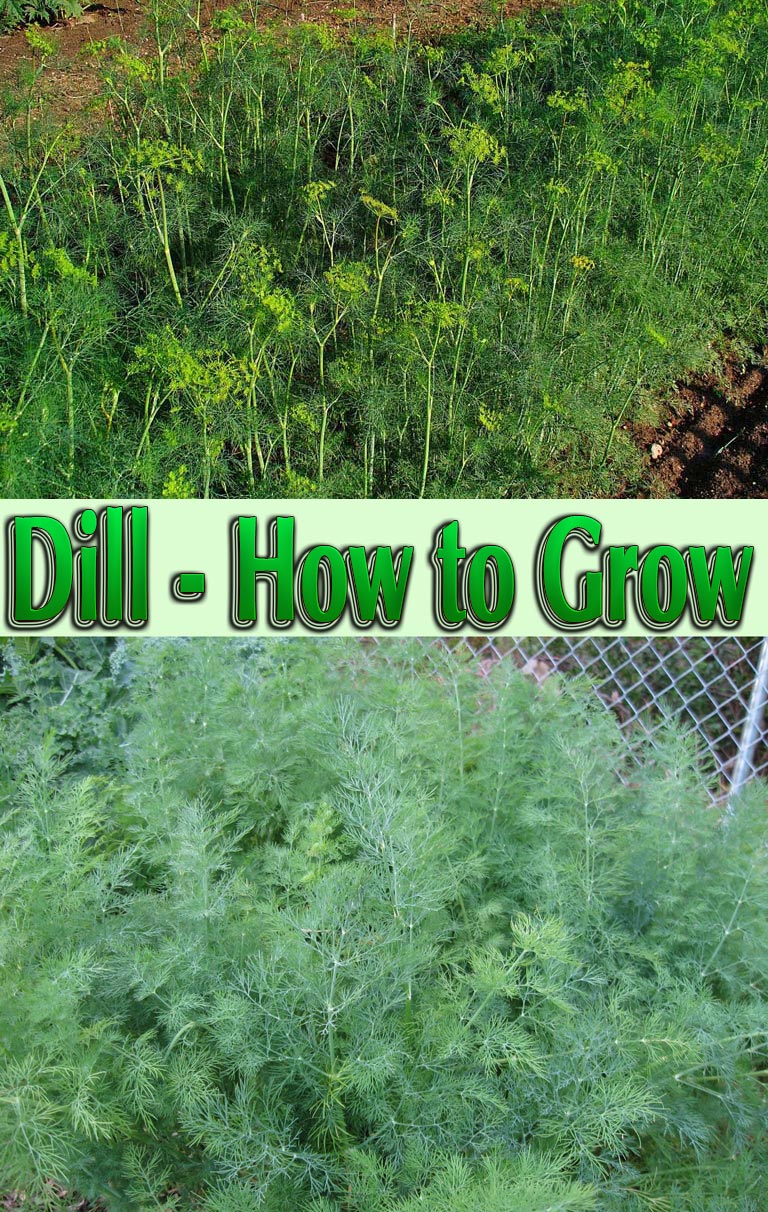 Dill – How to Grow