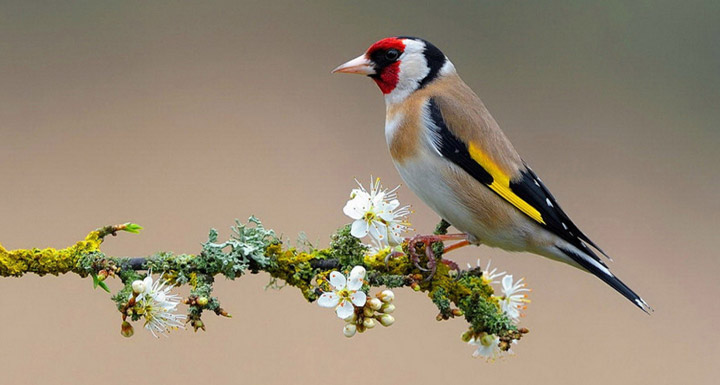 European Goldfinch Profile