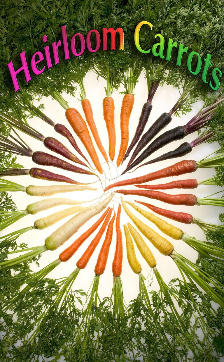 Heirloom Carrots