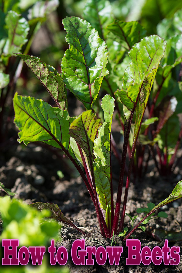 How to Grow Beets