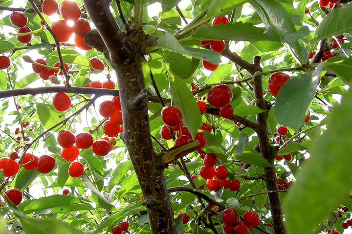 How to Grow a Cherry Tree