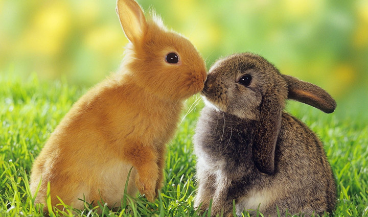 Is a Rabbit the Right Pet For You?