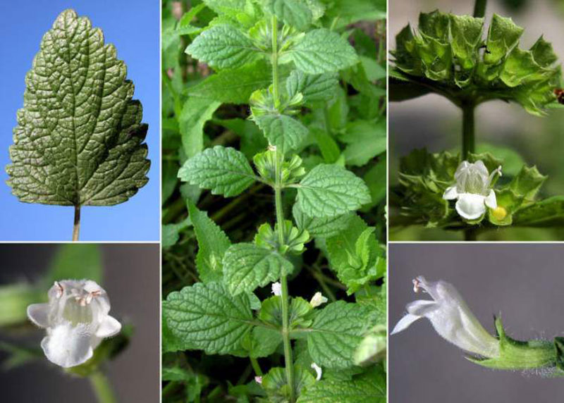 Lemon Balm How to Grow