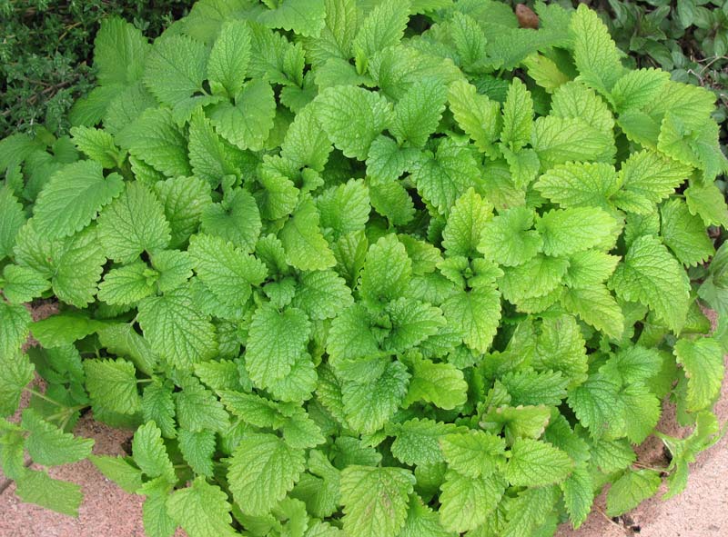 Lemon Balm How to Grow