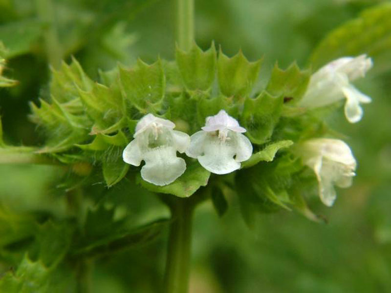 Lemon Balm How to Grow