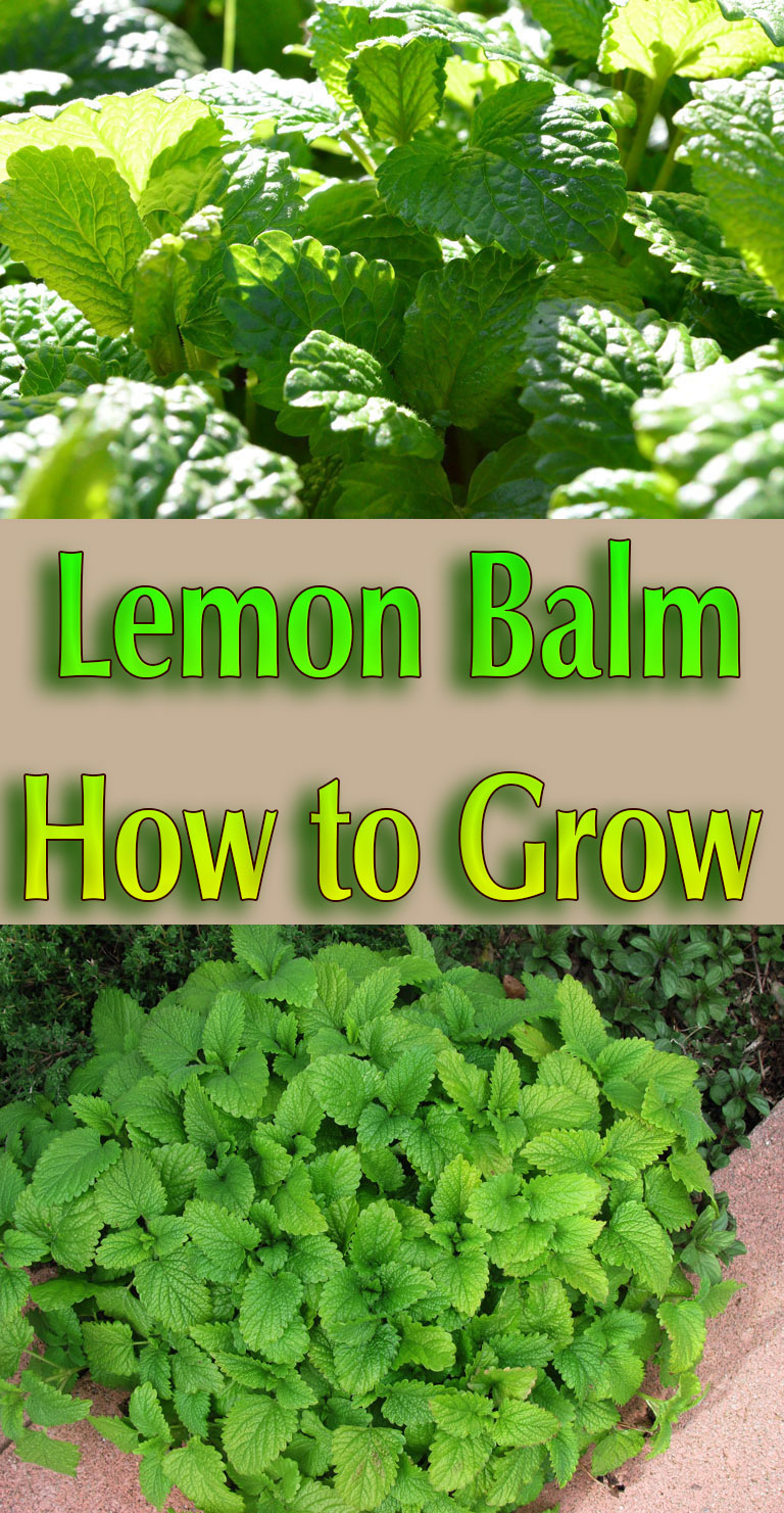 Lemon Balm – How to Grow