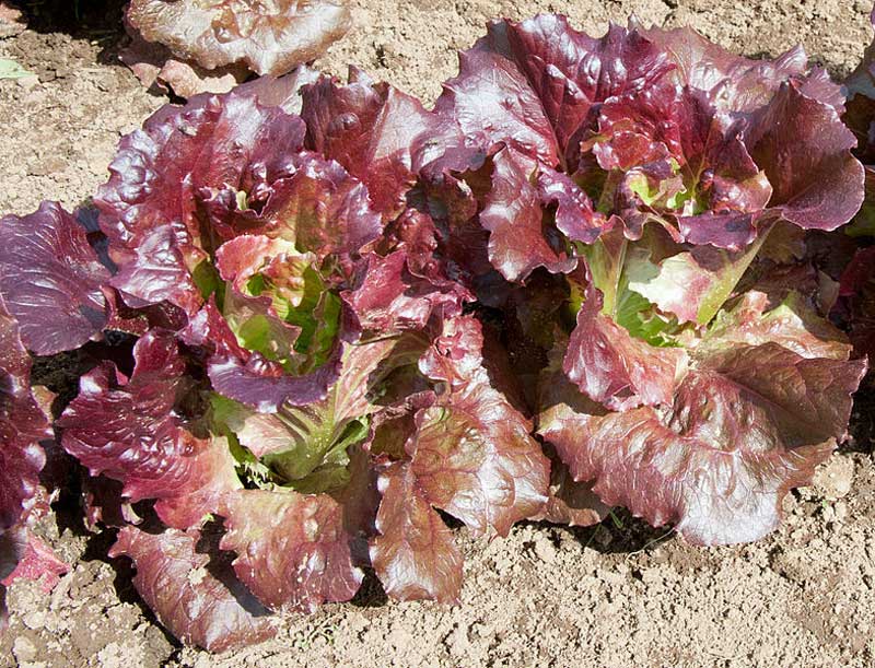 Lettuce How to Grow