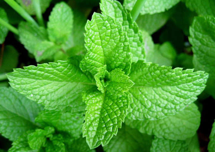 Mint (Mentha) - How to Grow