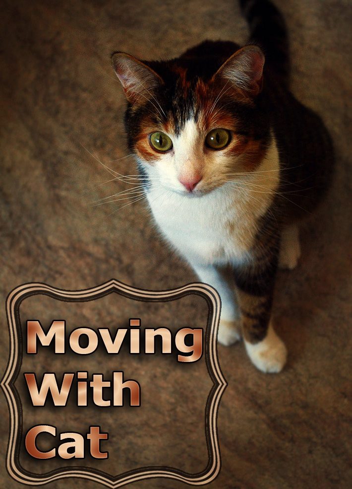 Moving With Cat