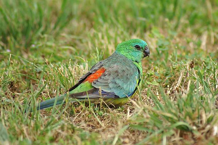 Red Rumped Parrot