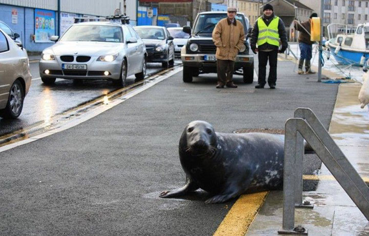 Sammy the Seal’s Extraordinary Mealtime Ritual