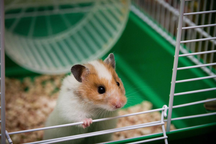 Syrian Hamster - Small Pet Buddy