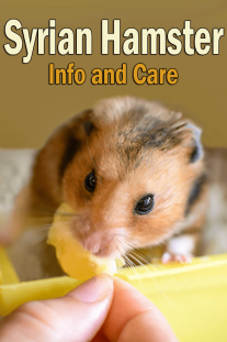 Syrian Hamster - Small Pet Buddy