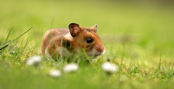 Syrian Hamster - Small Pet Buddy