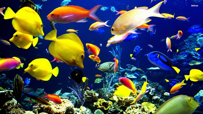 Thinking Of Keeping Tropical Fish?