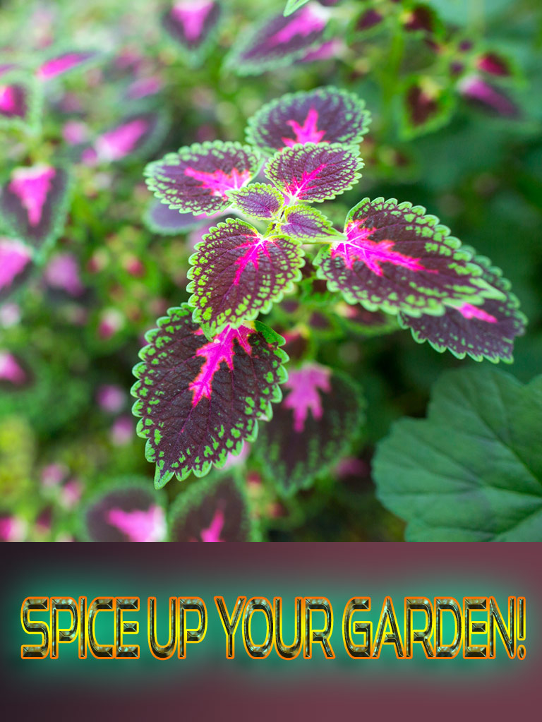 Spice Up Your Garden!