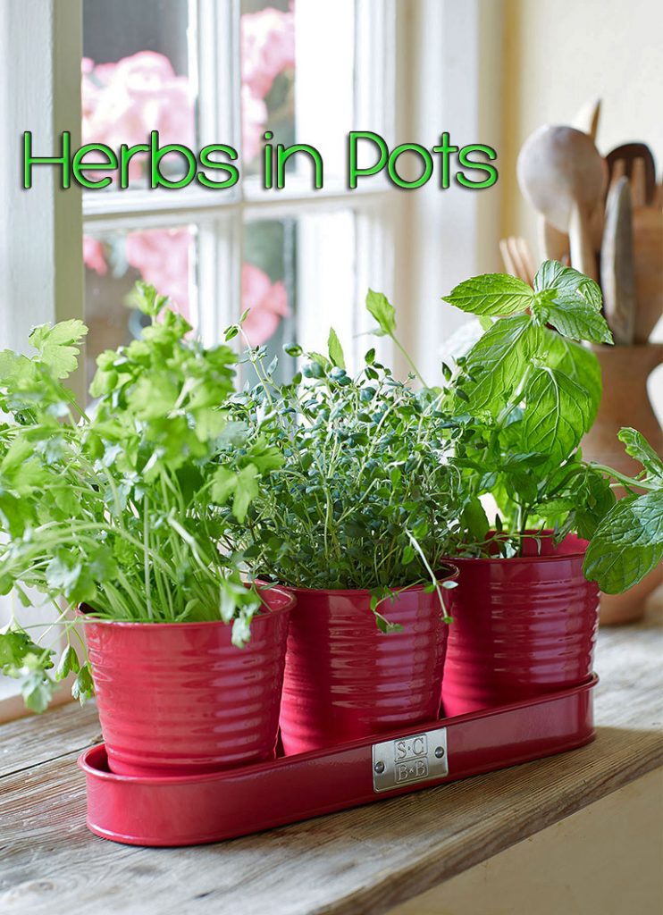 Quiet Corner:Herbs in Pots - Quiet Corner