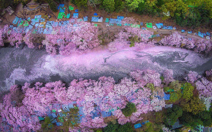 spring-japan-cherry-blossoms-national-geographics-110