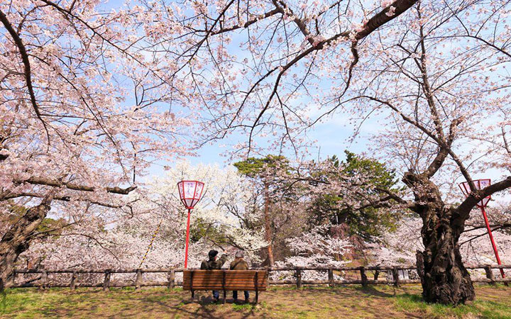 spring-japan-cherry-blossoms-national-geographics-161