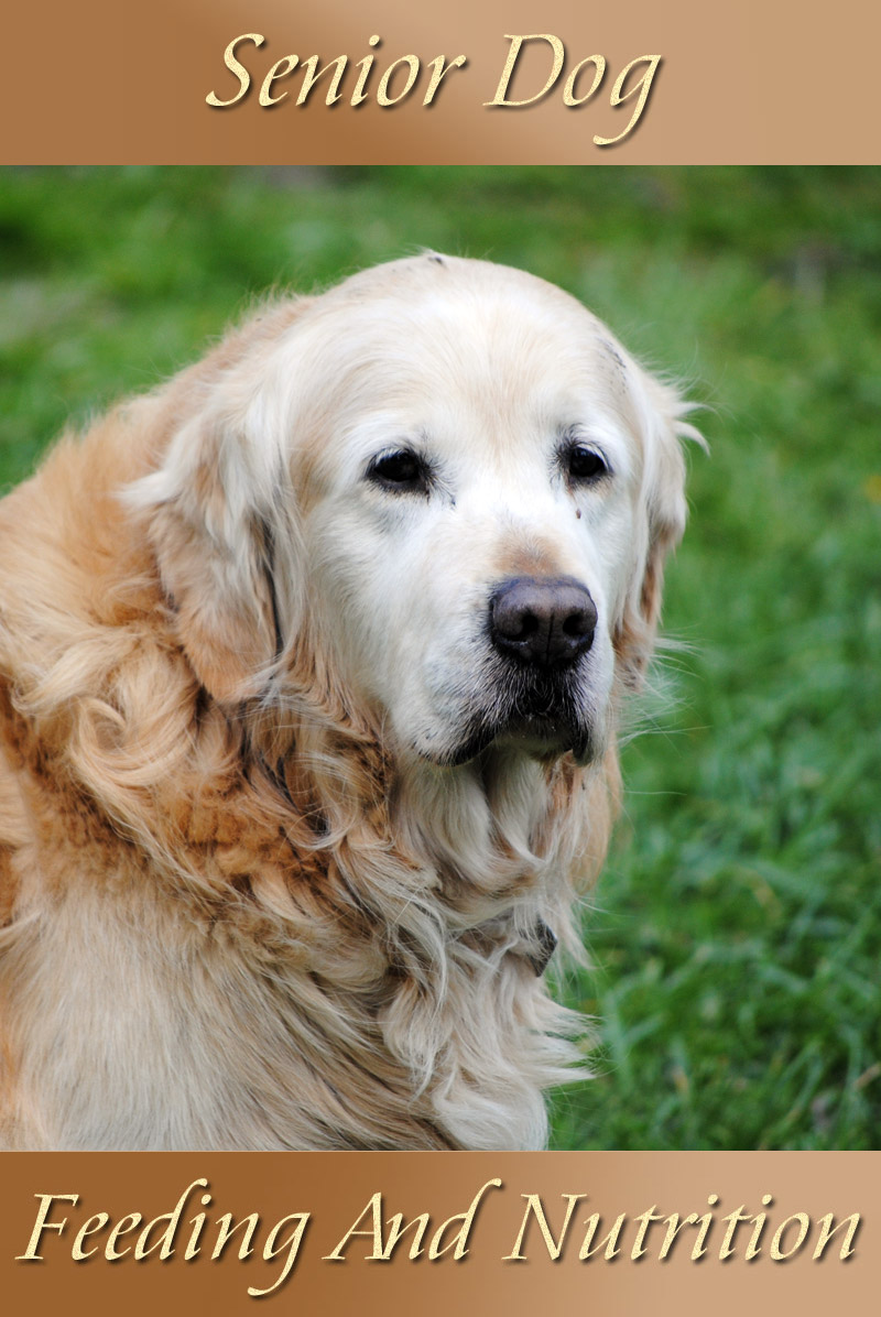 Senior Dogs – Feeding And Nutrition