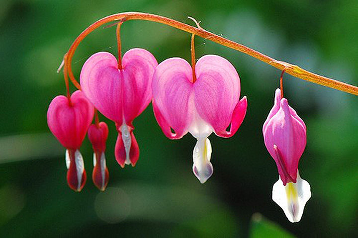 How to Grow Bleeding Heart