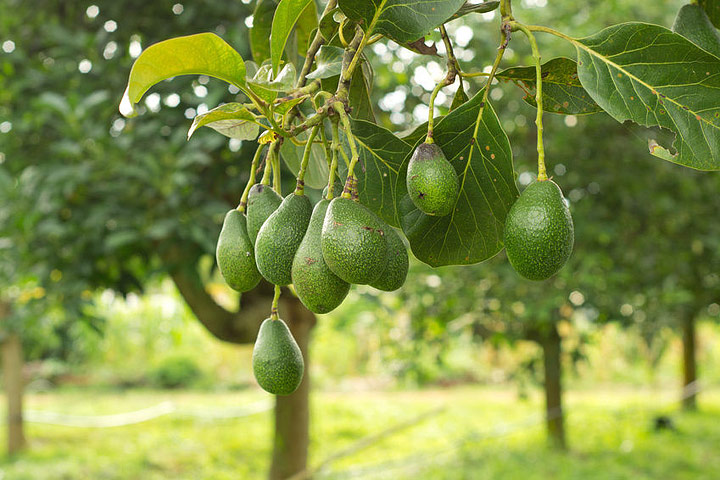 How To Grow An Avocado Tree