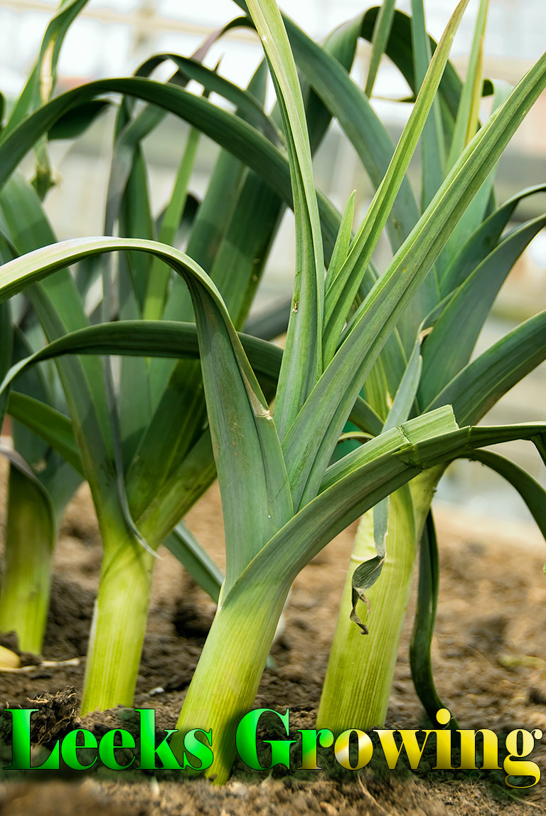 How to Grow Leeks - Gardening Tips