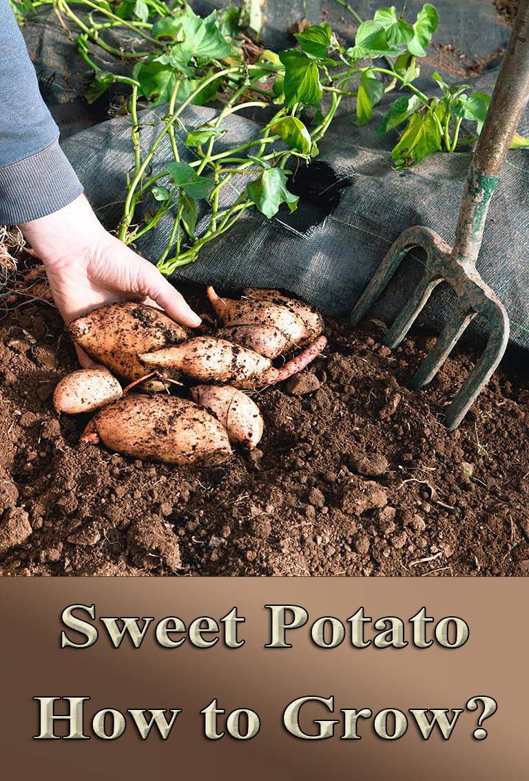 Sweet Potato – How To Grow